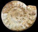Jurassic Ammonite Fossil - Madagascar #51856-1